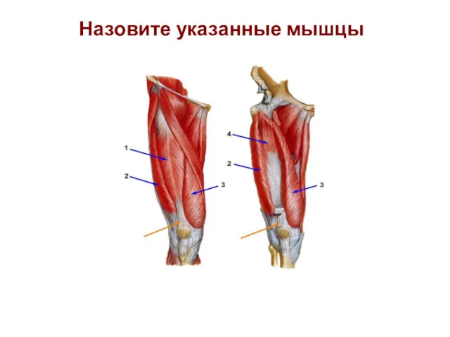 Назовите указанные мышцы