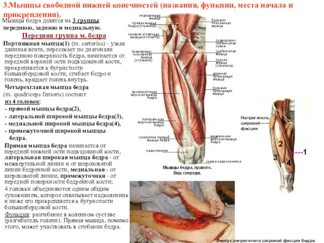 3.Мышцы свободной нижней конечностей (названия, функции, места начала и прикрепления).