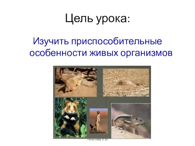 Цель урока: Изучить приспособительные особенности живых организмов Пигалова Е.В.