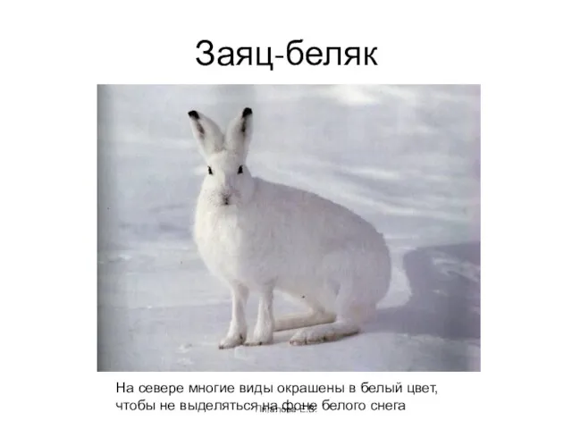 Заяц-беляк Пигалова Е.В. На севере многие виды окрашены в белый