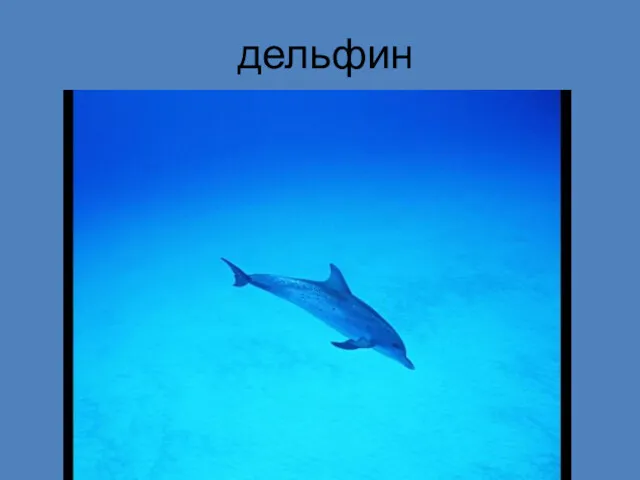 дельфин Пигалова Е.В.
