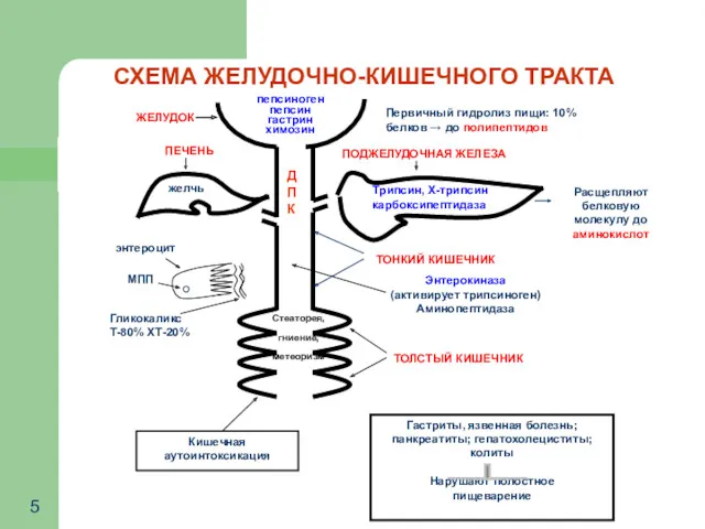 СХЕМА ЖЕЛУДОЧНО-КИШЕЧНОГО ТРАКТА Расщепляют белковую молекулу до аминокислот Трипсин, Х-трипсин карбоксипептидаза пепсиноген пепсин