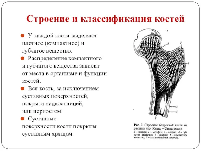 У каждой кости выделяют плотное (компактное) и губчатое вещество. Распределение