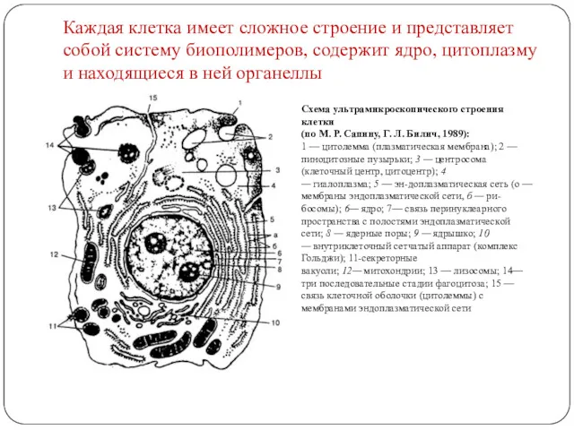 Каждая клетка имеет сложное строение и представляет собой систему биополимеров,