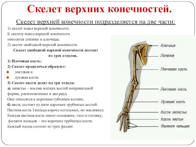 Скелет верхних конечностей. Скелет верхней конечности подразделяется на две части: