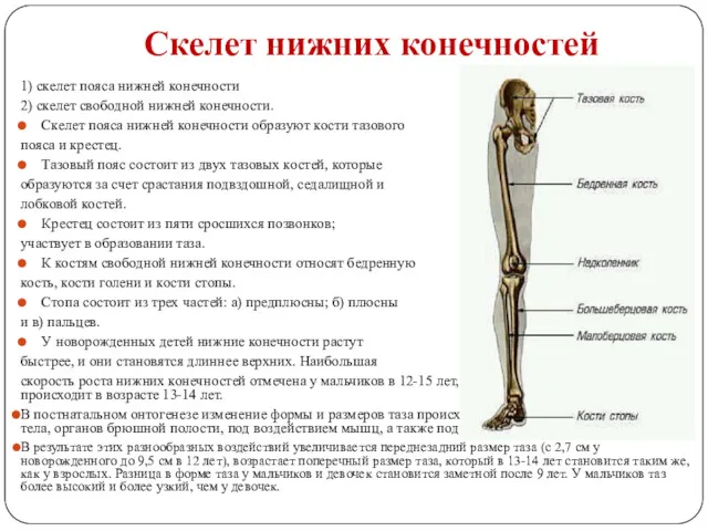 Скелет нижних конечностей 1) скелет пояса нижней конечности 2) скелет