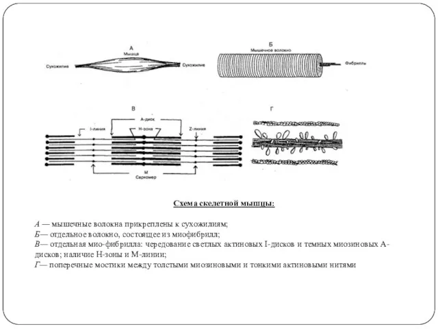 Схема скелетной мышцы: А — мышечные волокна прикреплены к сухожилиям;