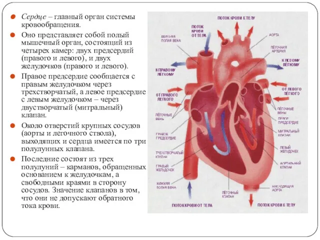 Сердце – главный орган системы кровообращения. Оно представляет собой полый