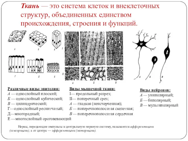 Ткань — это система клеток и внеклеточных структур, объединенных единством