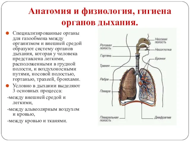 Анатомия и физиология, гигиена органов дыхания. Специализированные органы для газообмена