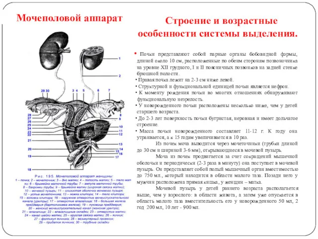 Мочеполовой аппарат Строение и возрастные особенности системы выделения. Почки представляют