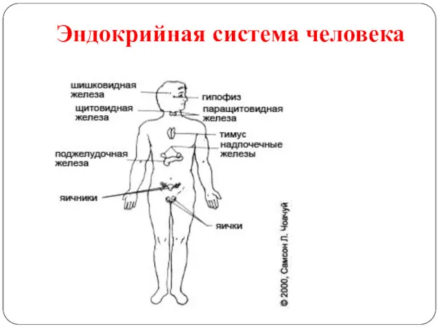 Эндокрийная система человека