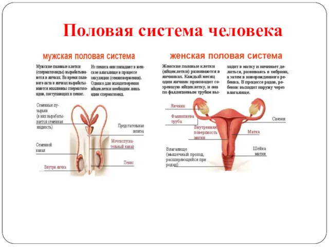 Половая система человека