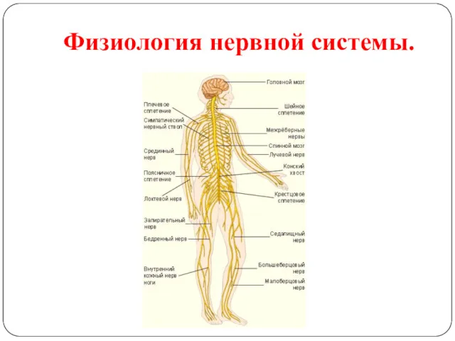 Физиология нервной системы.
