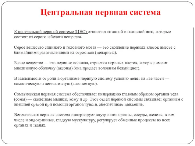 Центральная нервная система К центральной нервной системе (ЦНС) относятся спинной