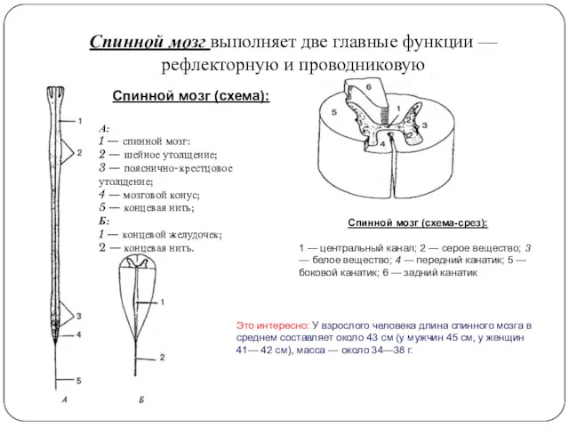 Спинной мозг выполняет две главные функции — рефлекторную и проводниковую