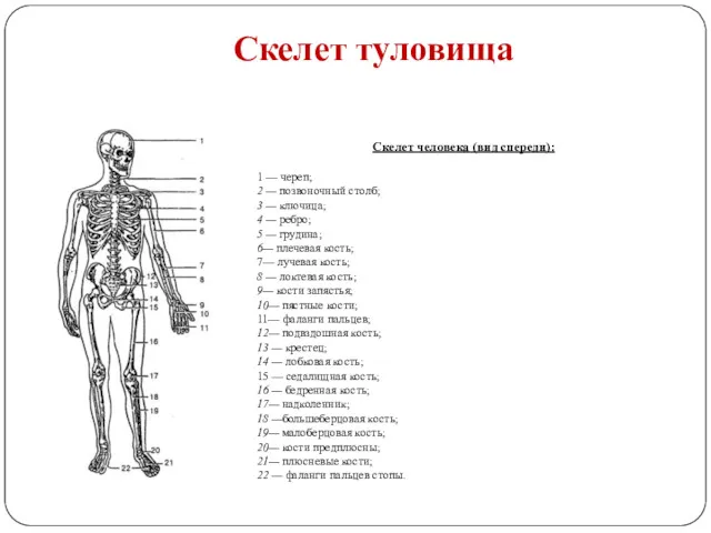 Скелет туловища Скелет человека (вид спереди): 1 — череп; 2