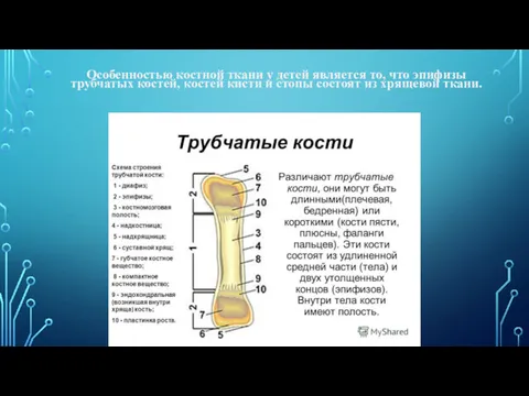 Особенностью костной ткани у детей является то, что эпифизы трубчатых