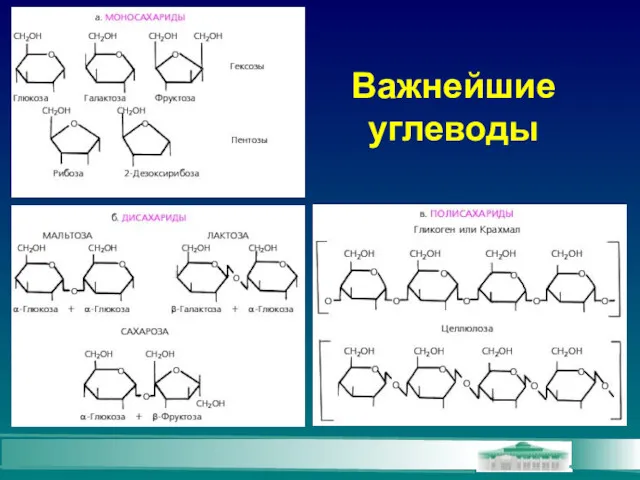 Важнейшие углеводы