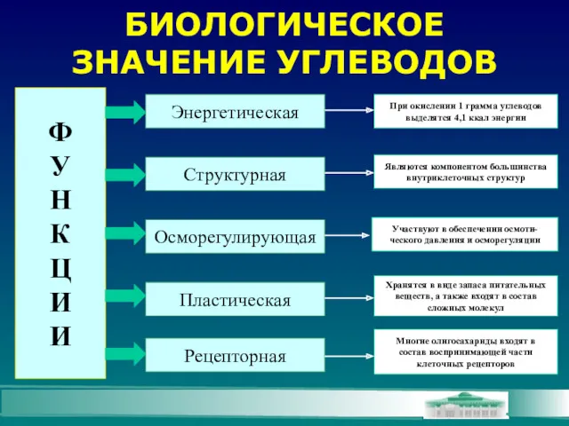 БИОЛОГИЧЕСКОЕ ЗНАЧЕНИЕ УГЛЕВОДОВ Ф У Н К Ц И И