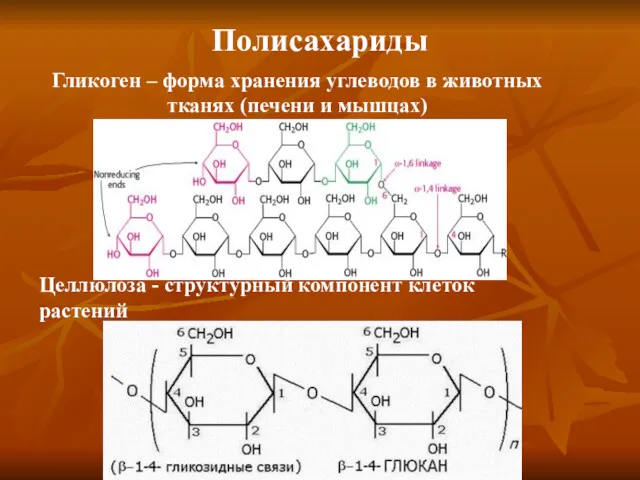 Полисахариды Гликоген – форма хранения углеводов в животных тканях (печени