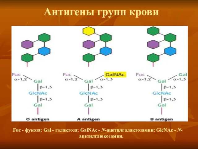 Антигены групп крови Fuc - фукоза; Gal - галактоза; GalNAc - N-ацетилгалактозамин; GlcNAc - N-ацетилглюкозамин.