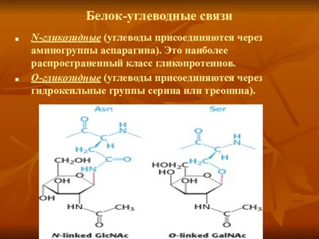 Белок-углеводные связи N-гликозидные (углеводы присоединяются через аминогруппы аспарагина). Это наиболее