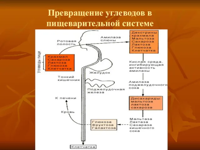 Превращение углеводов в пищеварительной системе