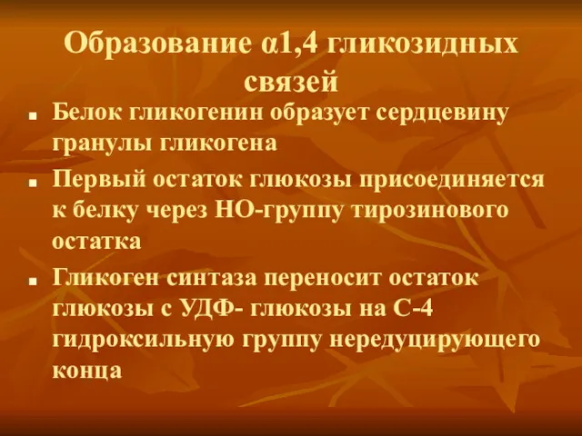 Образование α1,4 гликозидных связей Белок гликогенин образует сердцевину гранулы гликогена