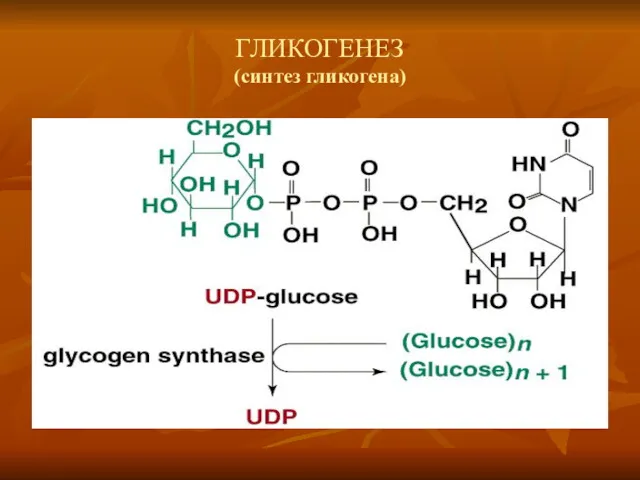 ГЛИКОГЕНЕЗ (синтез гликогена)