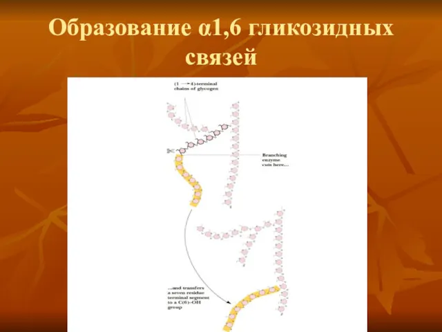 Образование α1,6 гликозидных связей