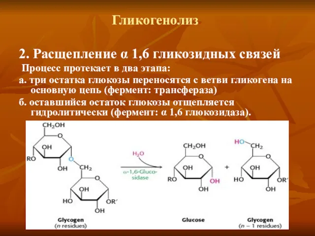 Гликогенолиз 2. Расщепление α 1,6 гликозидных связей Процесс протекает в