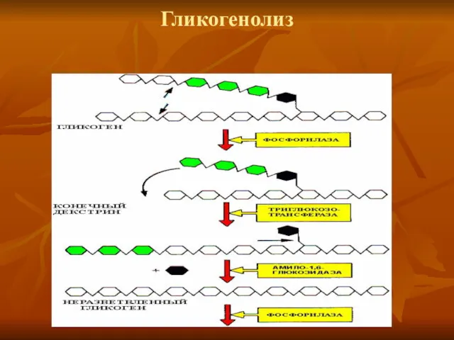 Гликогенолиз