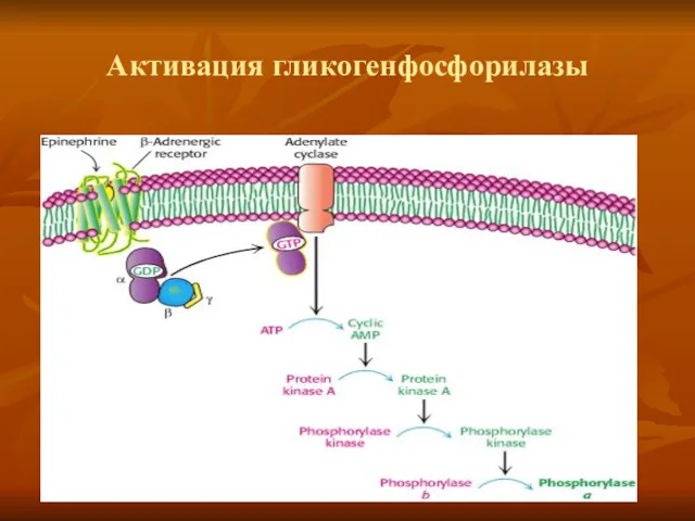 Активация гликогенфосфорилазы