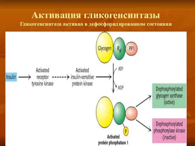 Активация гликогенсинтазы Гликогенсинтаза активна в дефосфорилированном состоянии