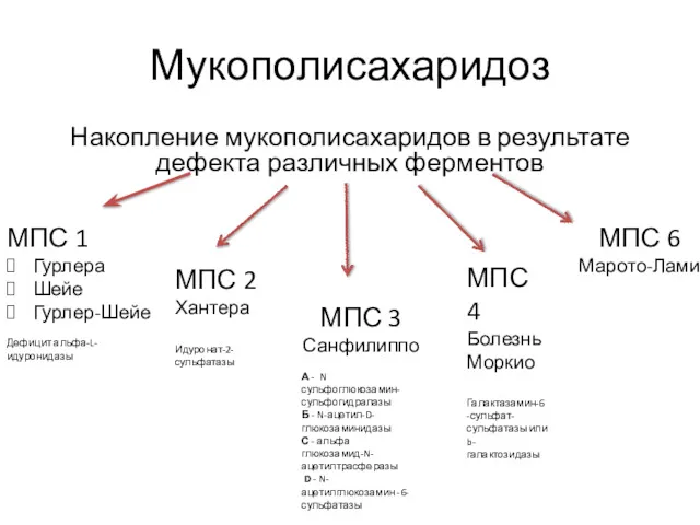 Мукополисахаридоз Накопление мукополисахаридов в результате дефекта различных ферментов МПС 1