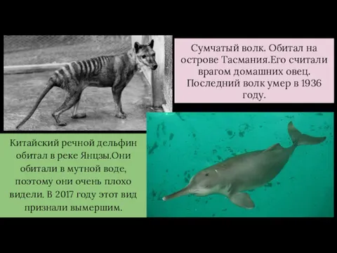 Сумчатый волк. Обитал на острове Тасмания.Его считали врагом домашних овец.