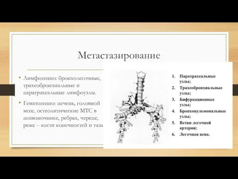 Метастазирование Лимфогенно: бронхолегочные, трахеобронхиальные и паратрахеальные лимфоузлы. Гематогенно: печень, головной