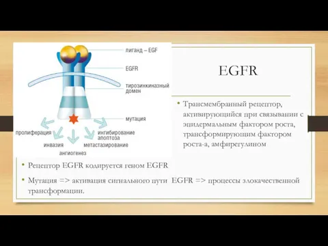 EGFR Трансмембранный рецептор, активирующийся при связывании с эпидермальным фактором роста,