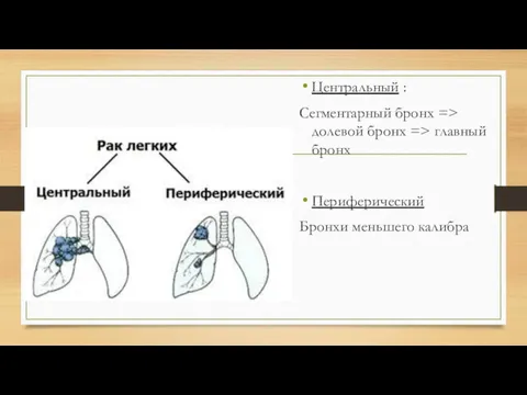 Центральный : Сегментарный бронх => долевой бронх => главный бронх Периферический Бронхи меньшего калибра