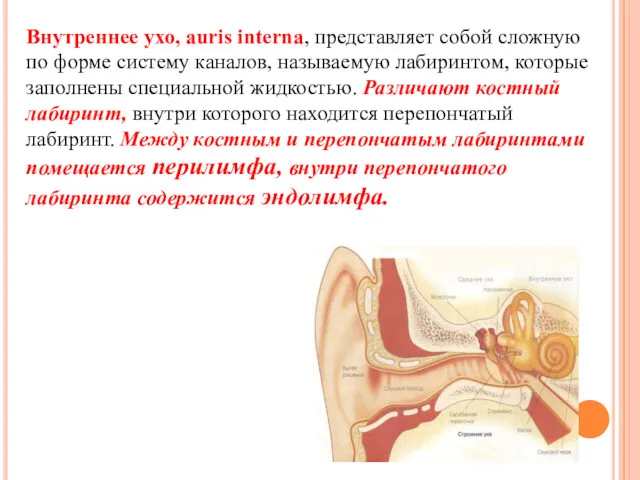 Внутреннее ухо, auris interna, представляет собой сложную по форме систему каналов, называемую лабиринтом,