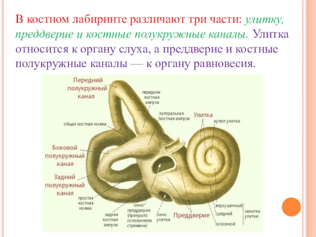 В костном лабиринте различают три части: улитку, преддверие и костные полукружные каналы. Улитка