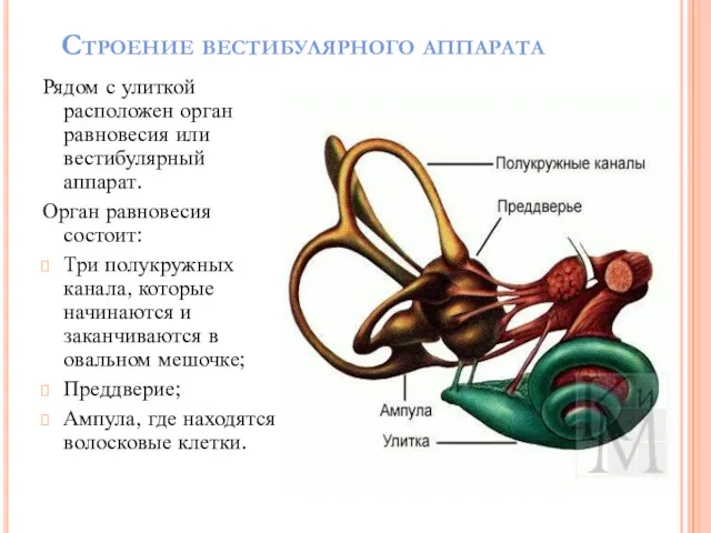 Строение вестибулярного аппарата Рядом с улиткой расположен орган равновесия или