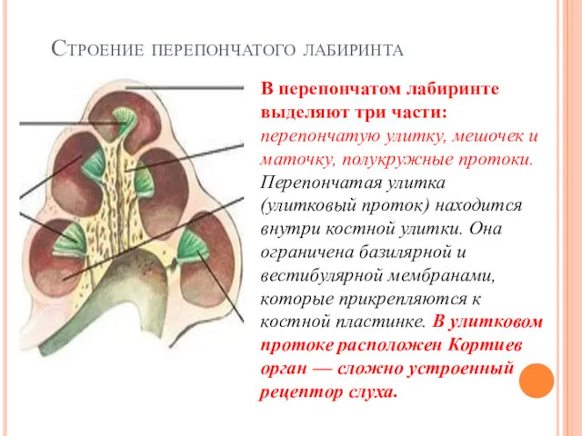 В перепончатом лабиринте выделяют три части: перепончатую улитку, мешочек и маточку, полукружные протоки.