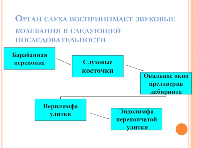 Орган слуха воспринимает звуковые колебания в следующей последовательности Барабанная перепонка