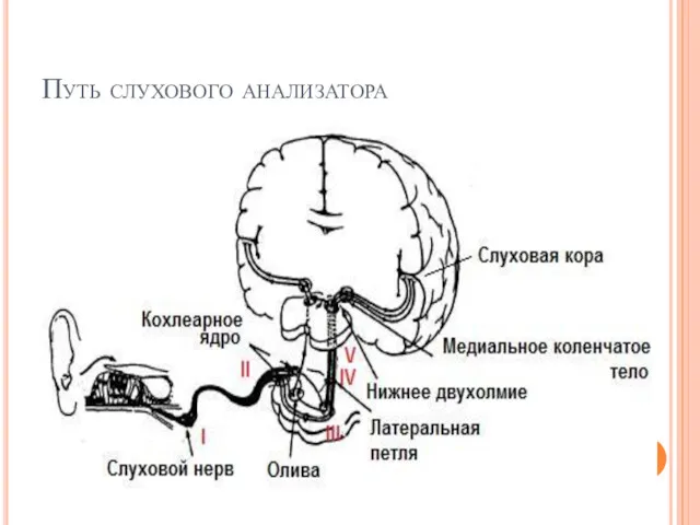 Путь слухового анализатора