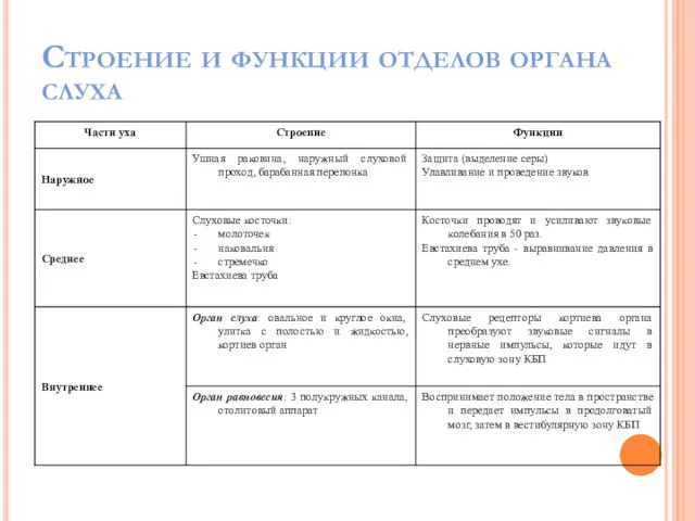 Строение и функции отделов органа слуха