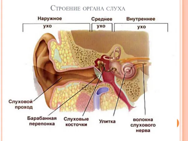 Строение органа слуха