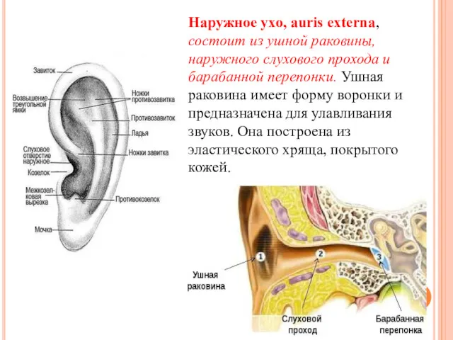 Наружное ухо, auris externa, состоит из ушной раковины, наружного слухового прохода и барабанной