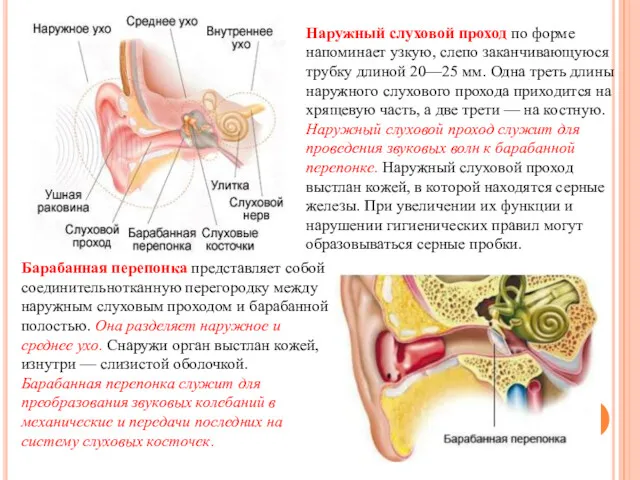 Наружный слуховой проход по форме напоминает узкую, слепо заканчивающуюся трубку